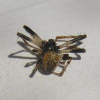 Frame's Pest Control, Inc. ico