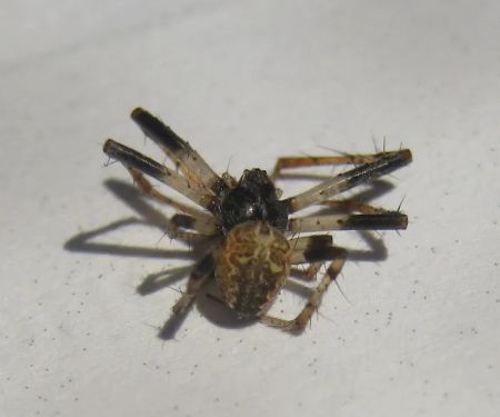 Frame's Pest Control, Inc.