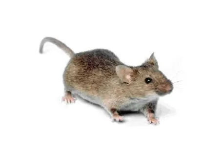 Tom's Pest Control Picture 1