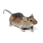 Tom's Pest Control