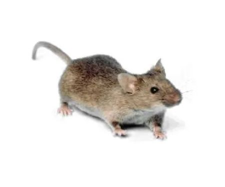 Tom's Pest Control