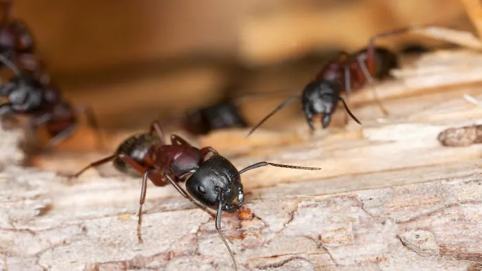 Rose Pest Solutions Toledo Picture 4