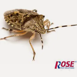 Rose Pest Solutions Toledo Picture 7