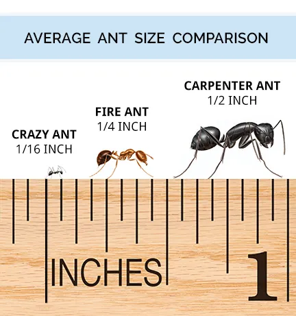 Precision Pest Solutions Picture 2