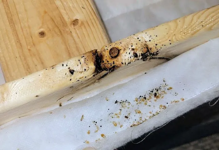 Precision Pest Solutions Picture 5