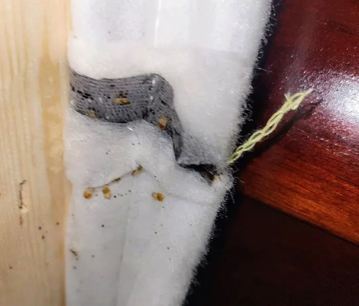 Precision Pest Solutions Picture 1
