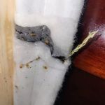 Precision Pest Solutions