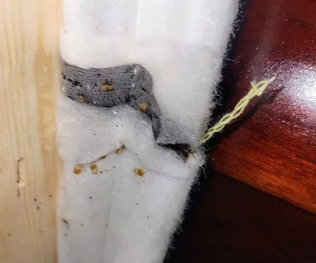 Precision Pest Solutions