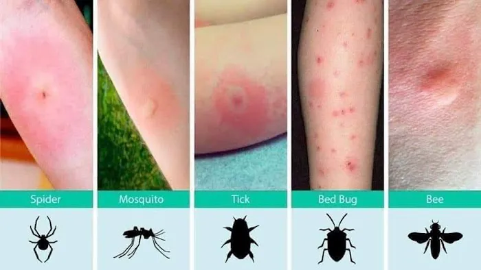 Precision Pest Solutions Picture 7