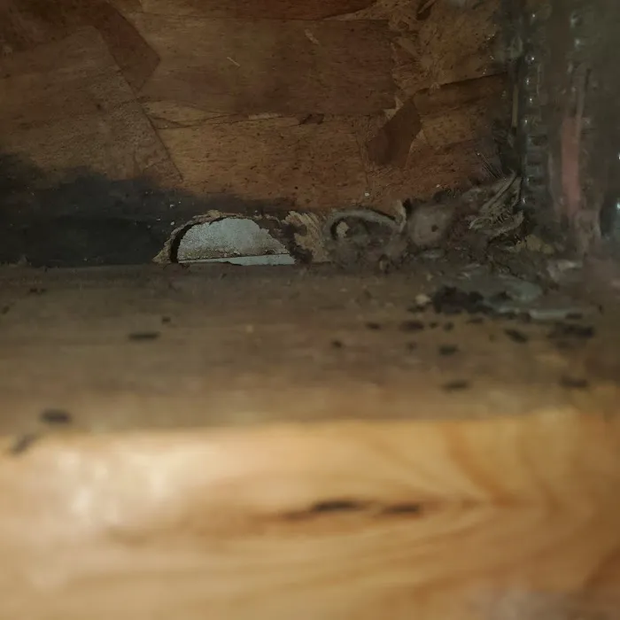 Ecofive Pest Control LLC Picture 1