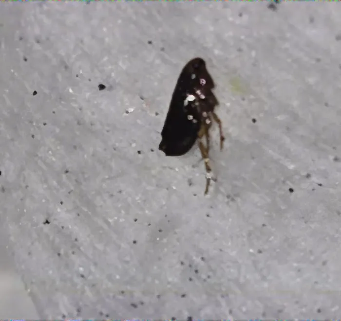 Ecofive Pest Control LLC Picture 4