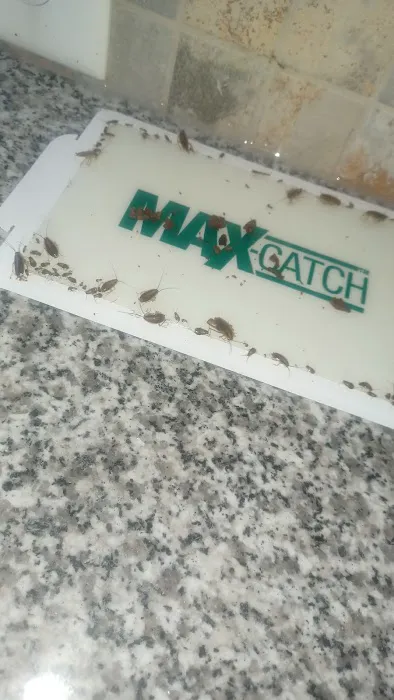 Ecofive Pest Control LLC Picture 7