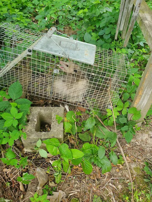 Ecofive Pest Control LLC Picture 10