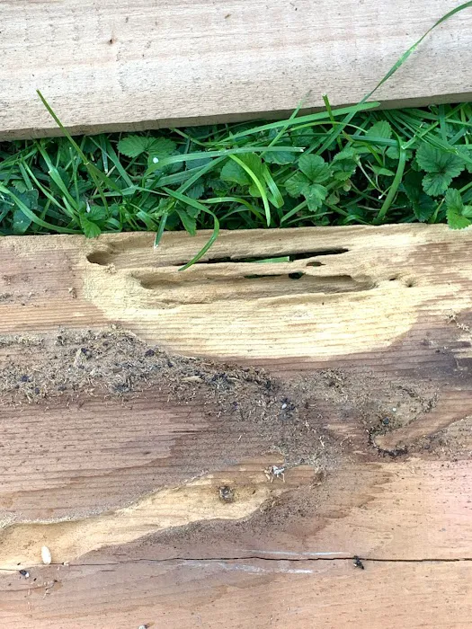 Ecofive Pest Control LLC Picture 9