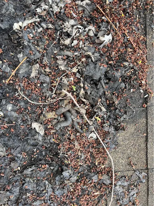 Ultimate Pro Wildlife Removal LLC Columbus Ohio Picture 1