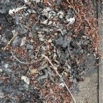 Ultimate Pro Wildlife Removal LLC Columbus Ohio