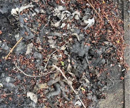 Ultimate Pro Wildlife Removal LLC Columbus Ohio
