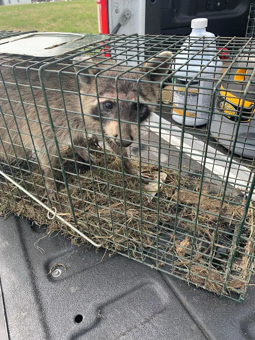 Ultimate Pro Wildlife Removal LLC Columbus Ohio Picture 8