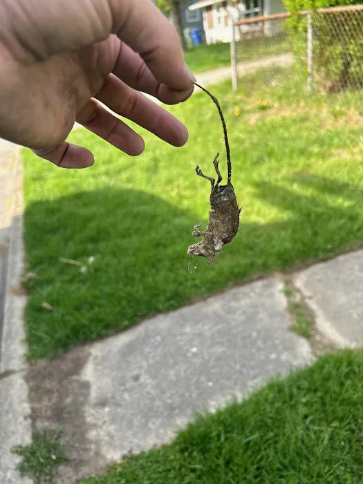 Ultimate Pro Wildlife Removal LLC Columbus Ohio Picture 5