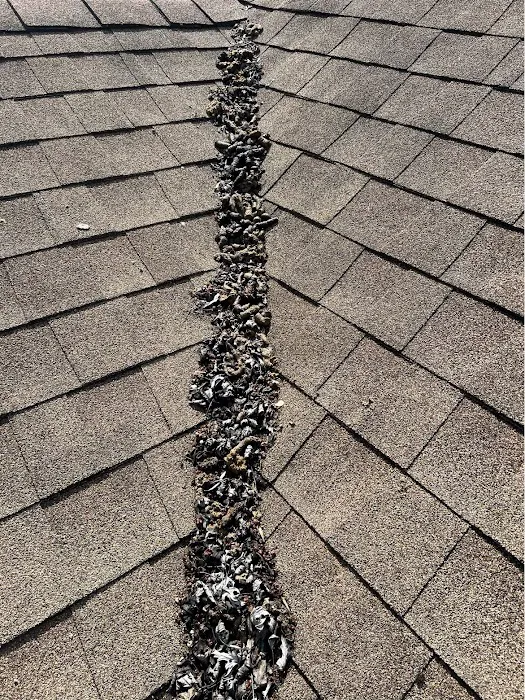 Ultimate Pro Wildlife Removal LLC Columbus Ohio Picture 9
