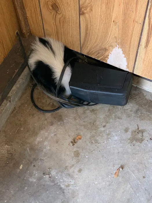 Ultimate Pro Wildlife Removal LLC Columbus Ohio Picture 4