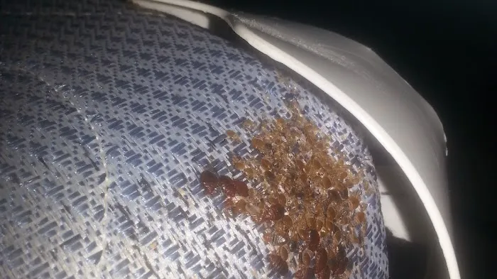 Bug Bakers of Columbus Picture 2