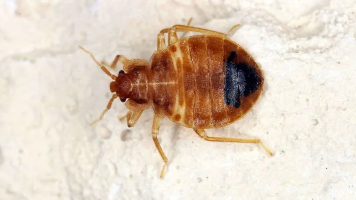 Bed Bug Exterminator Columbus Picture 4