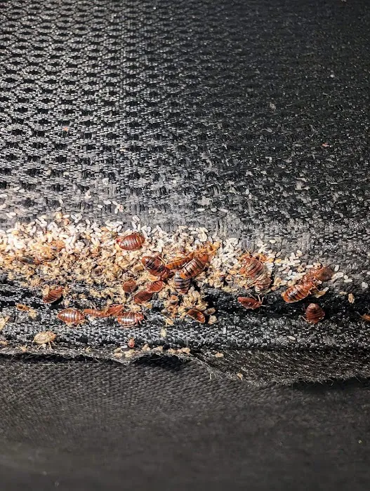 Bed Bug Exterminator Columbus Picture 7