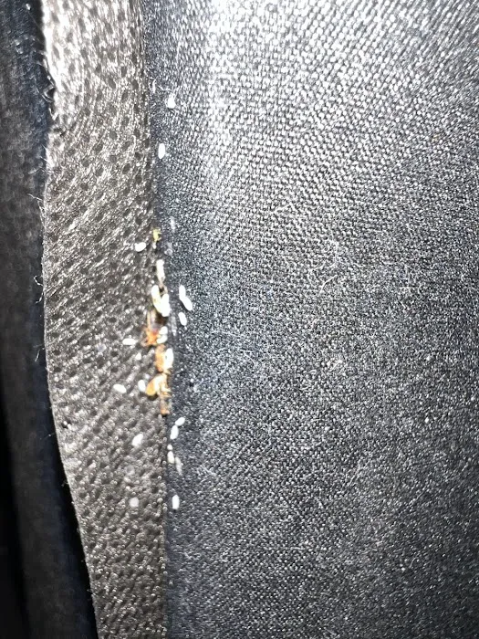 Bed Bug Exterminator Columbus Picture 8
