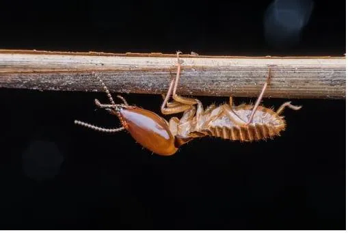Quality Pest Control Picture 7