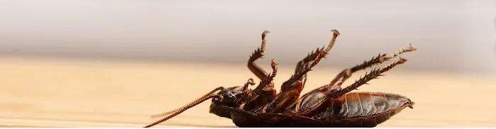 Quality Pest Control Picture 1
