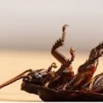 Quality Pest Control