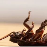 Quality Pest Control ico