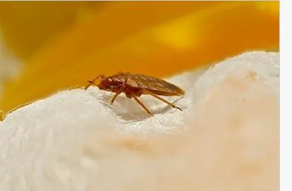 Quality Pest Control Picture 5
