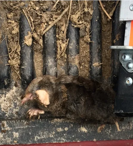 Critter Removal Ohio Picture 1