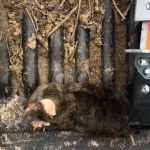 Critter Removal Ohio