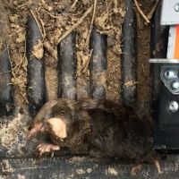 Critter Removal Ohio ico