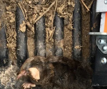 Critter Removal Ohio