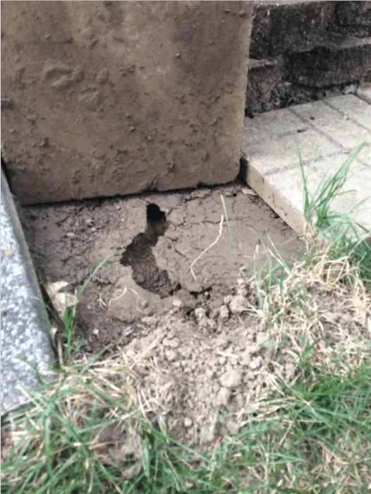 Critter Removal Ohio Picture 3