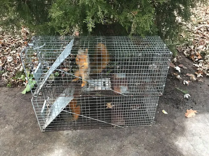 Critter Removal Ohio Picture 8