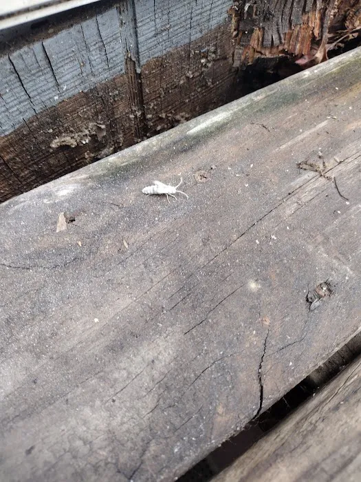 Greenix Pest Control Picture 9