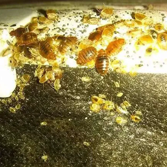 Reed's Pest Control Picture 2