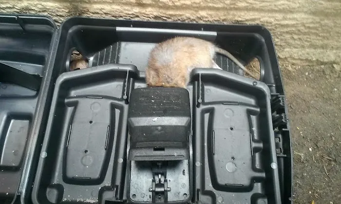 Reed's Pest Control Picture 4