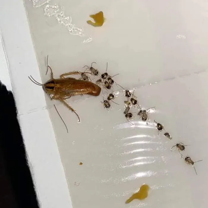 Reed's Pest Control Picture 3