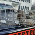 Reed's Pest Control