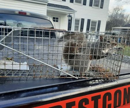 Reed's Pest Control