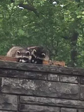 Critter Control of Columbus Picture 1