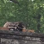 Critter Control of Columbus