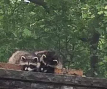 Critter Control of Columbus