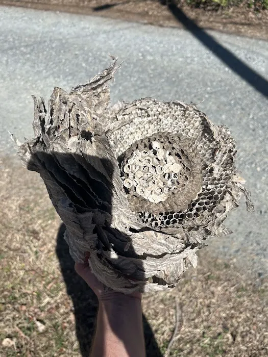 Go-Forth Pest Control Picture 8